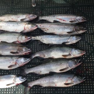 12 Pink Salmon - Humpy Hollow August 2015