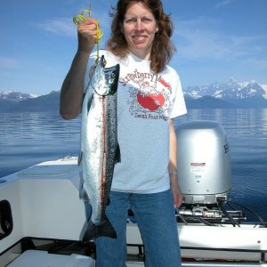 Robin with a nice Silver, west side of Esther Island