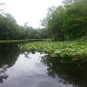 Hontoon Dead River