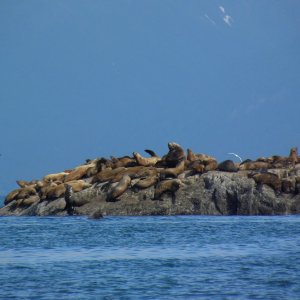Media 'Stellar Sea Lions' in album 'Pretty Close'