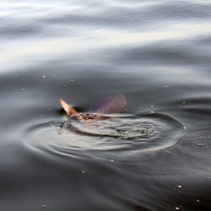 Mola-mola