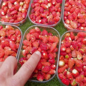 And what grocery store would have a stall that sold hand-picked wild strawberries?  We decided that money was no object when it came to delicacies.
