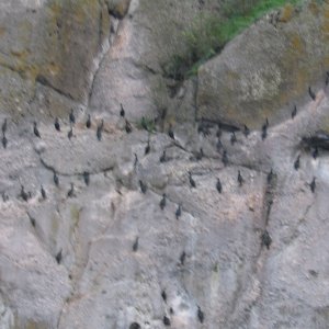 (rhys) Cormorants on the rocks at Turn Point, Stuart Island