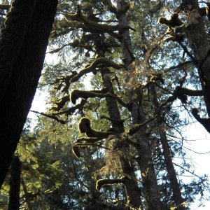 The walk to the "outside" of Rugged Point was partially on a boardwalk though some interesting trees.
