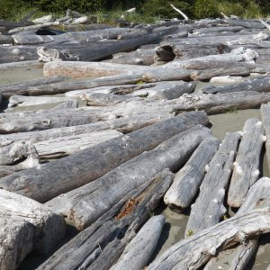 Lots of driftwood to examine.