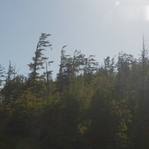 These trees show that it isn't always calm from the SW.  A lot of them were bent and groomed from the wind.