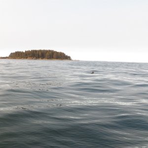 We headed back out to the outlying islets where the air was clear.  Time for some more fishing.  We had already caught a couple ling cod returning from the Brooks Peninsula.