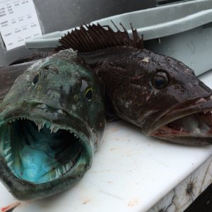 A blue lingcod next to a regular lingcod.  Even the guts were blue.