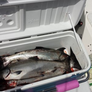 A boxful of "Springs".  First day 4 fish before check-in at Critter Cove!