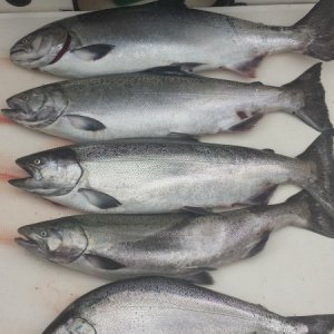 Our best day yet, Thursday we caugh 5 nice springers.  The top 2 were the fish I caught, 21 lbs &  17lbs!  We were on fire!