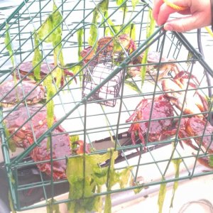Media 'Foss Waterway Crabs' in album 'Makinaw in Chelan'