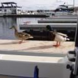 Hungry ducks that almost jumped in boat