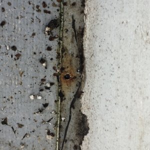 More empty rivet holes with obvious core-rot. Probably have been open for years.