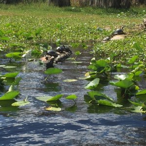 Lots of Turtles