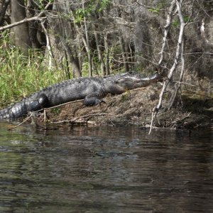 089NorrisDeadRiverAlligator