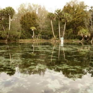 Morning, calm water at Silver Glen Springs
