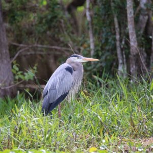 Blue Heron