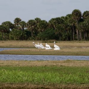 white pelicans at entrance to Econlockhathee