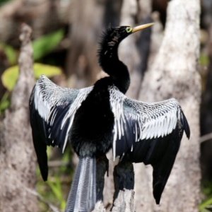 Anhinga