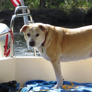 Media 'Lily of the Molly Brown 2003-2016. My best friend passed shortly after the gathering. She grew up on the boat and loved to boat,fish and swim.' in album 'New Hontoon Island Brochure'