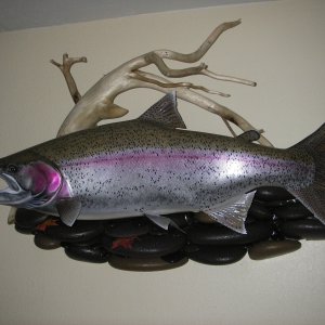 Media 'Suskwa River Steelhead' in album 'Kootenay Gerrard Rainbow 27 lbs.'