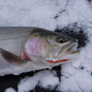 Coldwater Lake Cutbow