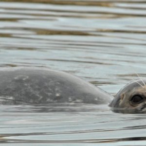 Islander140
Harbor Seal