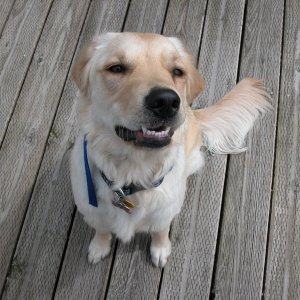 Happy Abby on the dock at Taku Harbor, Alaska