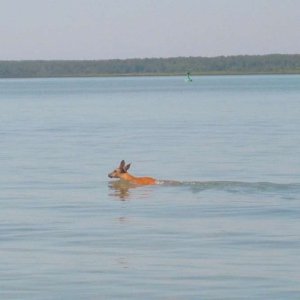 Media 'To think we started to troll for walleye.' in album 'Anchorage view from cove on North side of Lime Island. Great way to end a perfect day of fishing.'