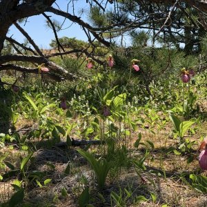 Media 'Julian Bay Hike Lady Slipper Orchids' in album '!st Overnight Trip - Stockton Island - Presque Isle Bay'