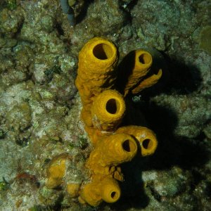 soft tube coral