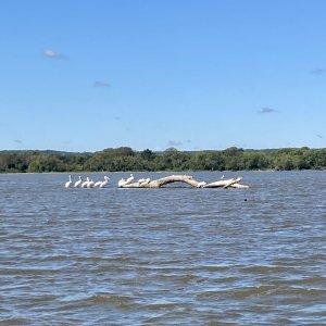 Media 'IMG 6992' in album 'Small cove on the Hudson by Haverstraw'