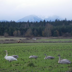 Trumpeter Swans, wintering over, in a field North of Sequim.