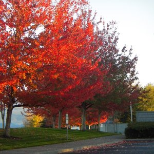 Fall color coming on at John Wayne Marina, Sequim, WA