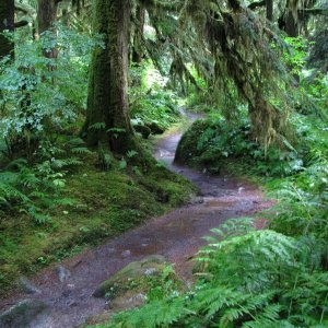 Old growth forest trail at Princess Louisa Chatterbox Falls.