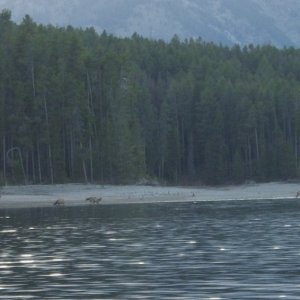 We had an Elk Show