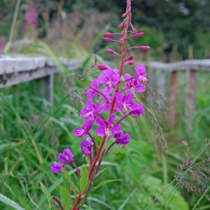 Fireweed, late September on Growler Island.