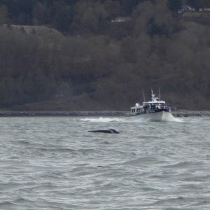 Whale in front of commercial whale watching boat