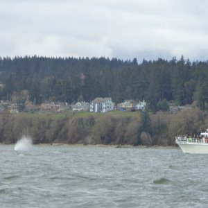 There were about 4 commercial whale watching boats in this area, plus several pleasure craft.