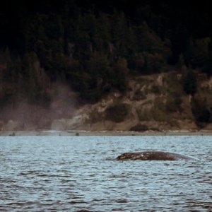 Media 'Finally some whales in calm water, with no other boats around, this is what we came for!' in album 'Leaving Twin Bridges Saturday morning for a Whale Watching trip March 25th'