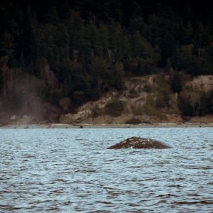 Media 'Finally some whales in calm water, with no other boats around, this is what we came for!' in album 'Leaving Twin Bridges Saturday morning for a Whale Watching trip March 25th'