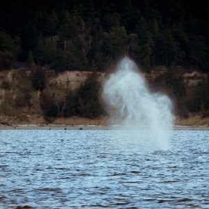 Finally some whales in calm water, with no other boats around, this is what we came for!