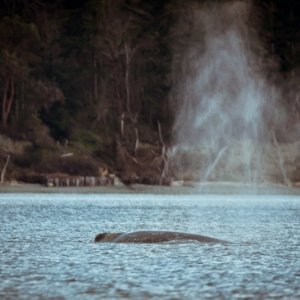 Media 'Finally some whales in calm water, with no other boats around, this is what we came for!' in album 'Leaving Twin Bridges Saturday morning for a Whale Watching trip March 25th'