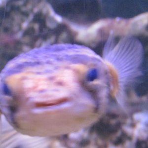 a puffer fish in a tank at Castaway rest. in Marathon