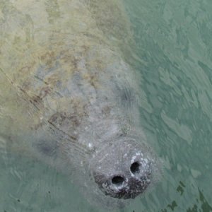 Manatee in the basin at Bahia Honda  State Park where we stayed one night