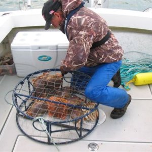 Dungeness crab on  Friends Farallon