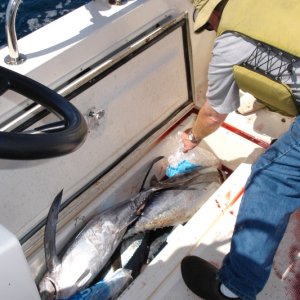 Each fish box held 5 good sized fish plus ice.