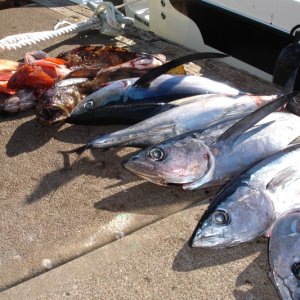Great day fishing--7 albacore and a load of bottom fish