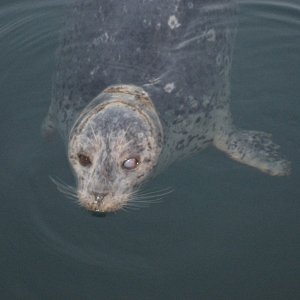 Popeye the resident seal