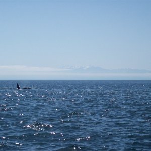 Orca in Haro Strait